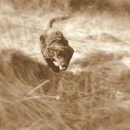 Blanding af racer Lupa