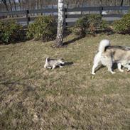 Alaskan malamute Spanto