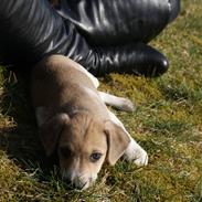 Dansk svensk gaardhund Karlo