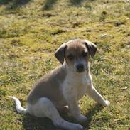 Dansk svensk gaardhund Karlo