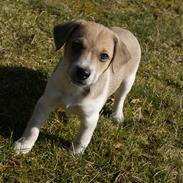 Dansk svensk gaardhund Karlo