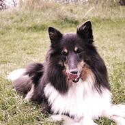 Shetland sheepdog Tassie