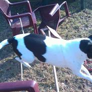 Dansk svensk gaardhund molly