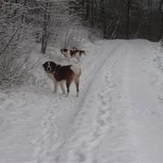 Sankt bernhardshund anton