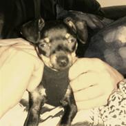 Prazsky krysarik Stella