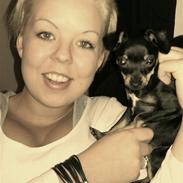 Prazsky krysarik Stella