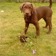 Labrador retriever Aslan