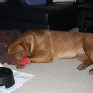 Dogue de bordeaux Basse