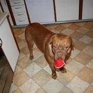 Dogue de bordeaux Basse