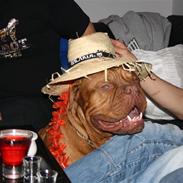 Dogue de bordeaux Basse