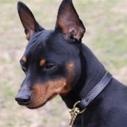 Dvaergpinscher Kenzo