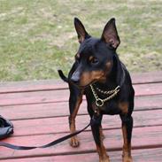 Dvaergpinscher Kenzo