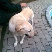 Labrador retriever Laban