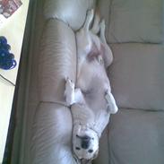 Labrador retriever Laban