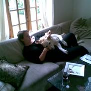 Labrador retriever Laban