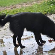 Schipperke Kejser. R.I.P