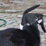 Schipperke Kejser. R.I.P