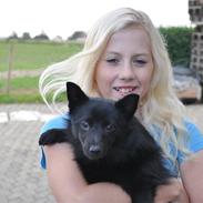 Schipperke Kejser. R.I.P