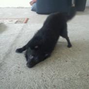 Schipperke Kejser. R.I.P