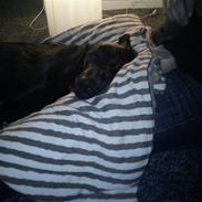 Labrador retriever Freja