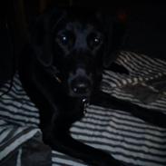 Labrador retriever Freja