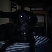 Labrador retriever Freja