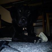 Labrador retriever Freja