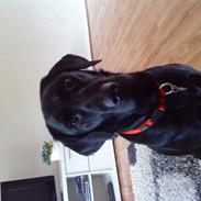 Labrador retriever blackie