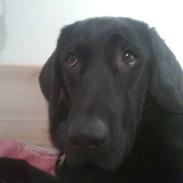 Labrador retriever blackie