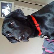 Labrador retriever blackie