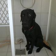 Labrador retriever blackie