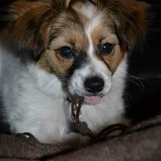 Blanding af racer Puddel/Papillon (Max)