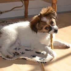 Blanding af racer Puddel/Papillon (Max)
