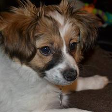 Blanding af racer Puddel/Papillon (Max)