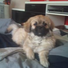 Tibetansk spaniel anton