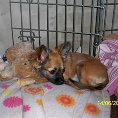 Chihuahua Hanne R.I.P