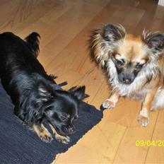 Chihuahua Hanne R.I.P