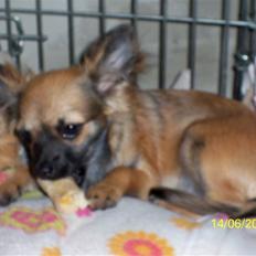 Chihuahua Hanne R.I.P