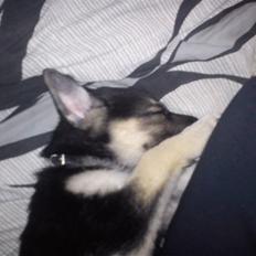 Blanding af racer Diesel 