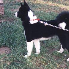 Karelsk bjørnehund Bjørnehusets Bandi 