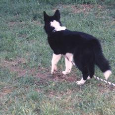 Karelsk bjørnehund Bjørnehusets Bandi 