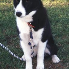 Karelsk bjørnehund Bjørnehusets Bandi 