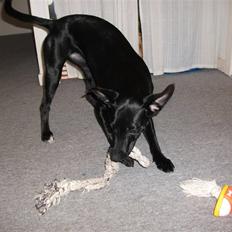 Blanding af racer Molly<3