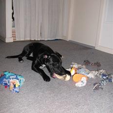 Blanding af racer Molly<3