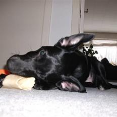 Blanding af racer Molly<3