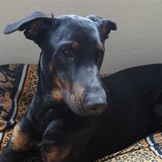 Blanding af racer Nikita R.I.P