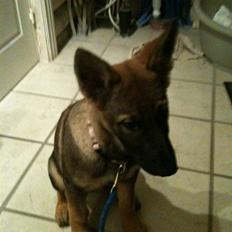 Schæferhund Hedegård's Quarla.