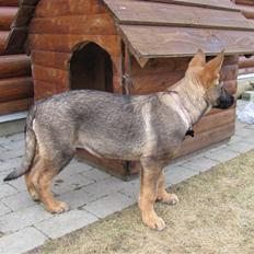 Schæferhund Hedegård's Quarla.