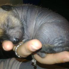 Xoloitzcuintle manse