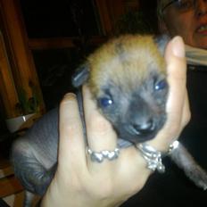 Xoloitzcuintle manse